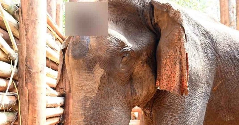 മസ്തകത്തിൽ മുറിവേറ്റ കാട്ടാന ചരിഞ്ഞു