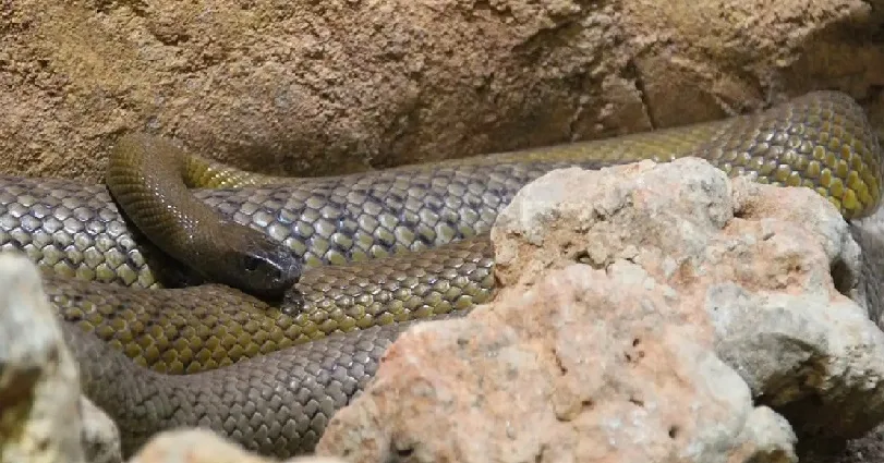 ഒറ്റക്കൊത്തിൽ നൂറ് മനുഷ്യരെ കൊല്ലാൻ കഴിയുന്ന വിഷം : രണ്ടരലക്ഷം എലികളെ കൊല്ലാനാകുന്ന ‘ ഭീകരൻ ‘ ; ഇൻലാൻഡ് ടൈപാൻ