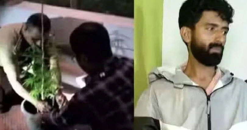 വാടക വീടിൻ്റെ ടെറസിൽ കഞ്ചാവ് ചെടി വളർത്തി ; എജി ഓഫീസിലെ ജീവനക്കാരൻ പിടിയിൽ