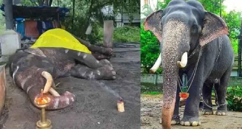 ഗുരുവായൂർ ദേവസ്വം കൊമ്പൻ ഗോപികണ്ണൻ ചരിഞ്ഞു