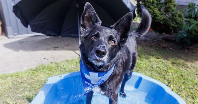 കാറിനുള്ളിൽ ഇരുത്തി പോകരുത്; ധാരാളം വെള്ളം നൽകണം; വളർത്തുനായ്ക്കളെ ശ്രദ്ധിക്കണമെന്ന് മുന്നറിയിപ്പ് dog