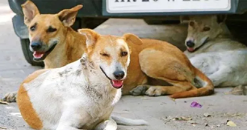 തെരുവ് നായയുടെ കടിയേറ്റത് കണ്ണിലും കാലിലും മുഖത്തും ; അഞ്ച് വയസ്സുകാരന് പേവിഷബാധ സ്ഥിരീകരിച്ചു