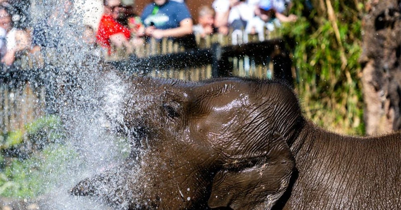 കഠിനമായ ചൂട്; അയർലന്റിൽ കാഴ്ച ബംഗ്ലാവുകളിലെ മൃഗങ്ങൾക്ക് പ്രത്യേക പരിചരണം zoo ireland
