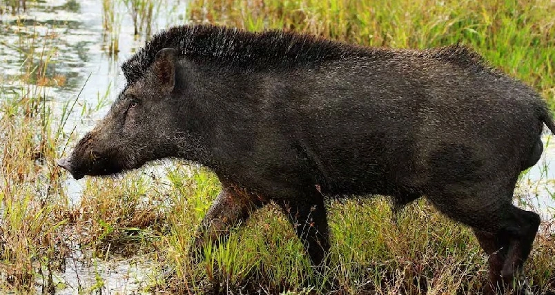 മനുഷ്യജീവനും സ്വത്തിനും ഭീഷണിയായ വന്യമൃഗങ്ങളെ കൊല്ലുന്നതിന് അനുമതി ; കേന്ദ്ര സർക്കാരിനെ സമീപിക്കാൻ കേരളം