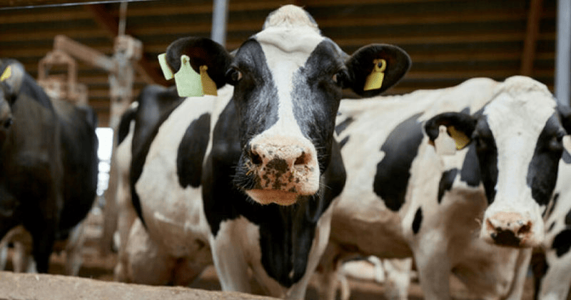 ഉത്പന്നങ്ങൾക്ക് വില കുതിച്ചുയരുന്നു; അയർലന്റിൽ കർഷക കുടുംബങ്ങളുടെ വരുമാനത്തിൽ വർദ്ധനവ് cow farm