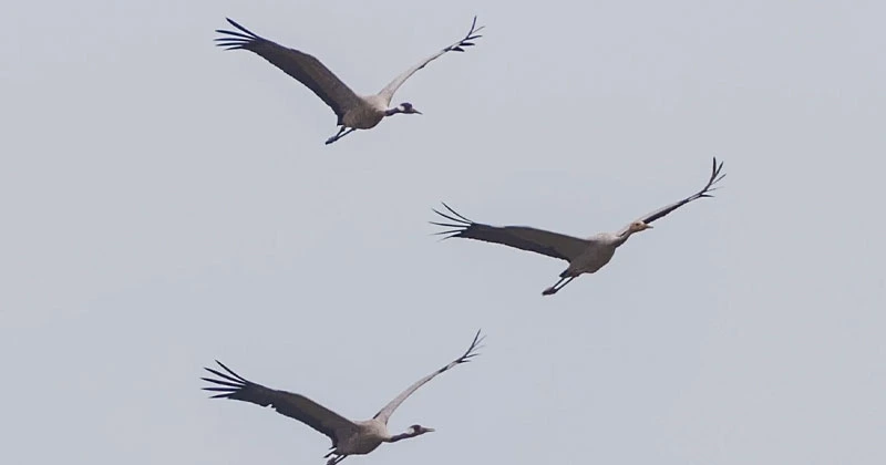 ഏഴാം വർഷവും ഓഫ്ലേയിൽ എത്തി അപൂർവ്വയിനത്തിൽപ്പെട്ട കൊക്കുകൾ crane offlay