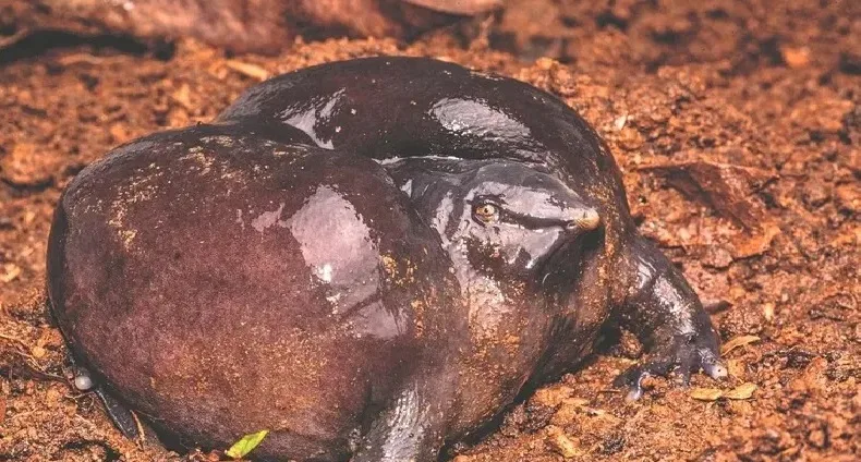 വർഷത്തിൽ ഒരിക്കൽ മാത്രം ഭൂമിയിക്ക് മുകളിലേയ്ക്ക് വരുന്ന മഹാബലി തവള