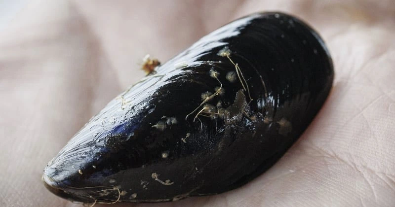 കിൻസാലെയിൽ മസൽ ഫാമിന് നീക്കം; പ്രതിഷേധവുമായി പ്രദേശവാസികൾ musels