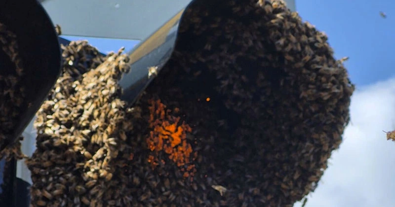 ട്രാഫിക് ലൈറ്റുകളിൽ തേനീച്ച കൂട്ടം; ഭീതിയിൽ ആളുകൾ traffic light