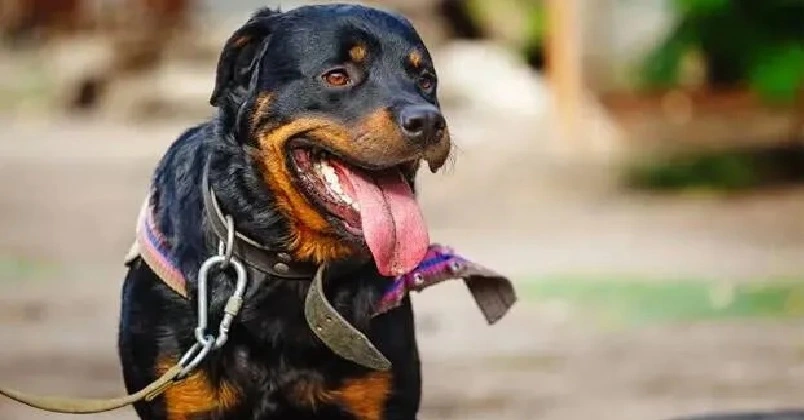 റോട്ട്വീലർ നായ്ക്കളുടെ ആക്രമണം ; 75 കാരി ഗുരുതരാവസ്ഥയിൽ