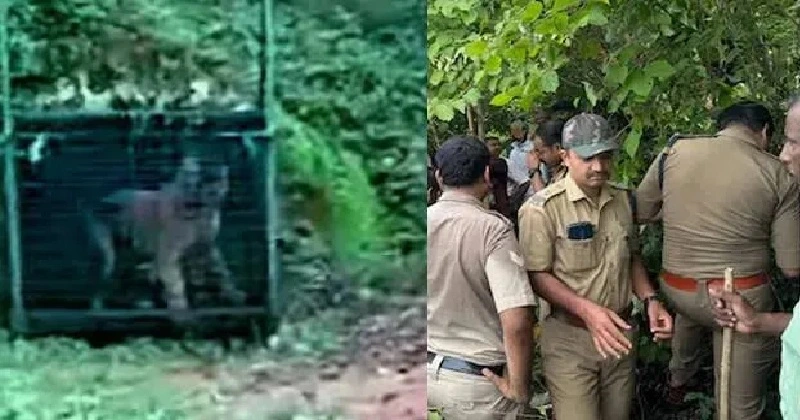 മലപ്പുറത്ത് നരഭോജി കടുവയെ പിടികൂടി ; കൂട്ടിൽ ആയത് 53 -ാം ദിവസം ; അടുത്ത കാലത്തെ ഏറ്റവും വലിയ കടുവ ദൗത്യം