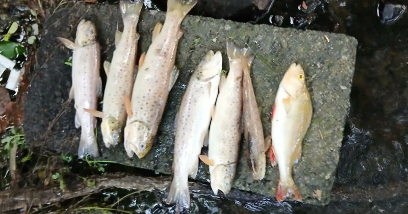 മീനുകൾ കൂട്ടത്തോടെ ചത്ത സംഭവം; അന്വേഷണം ആരംഭിച്ചു dead fish