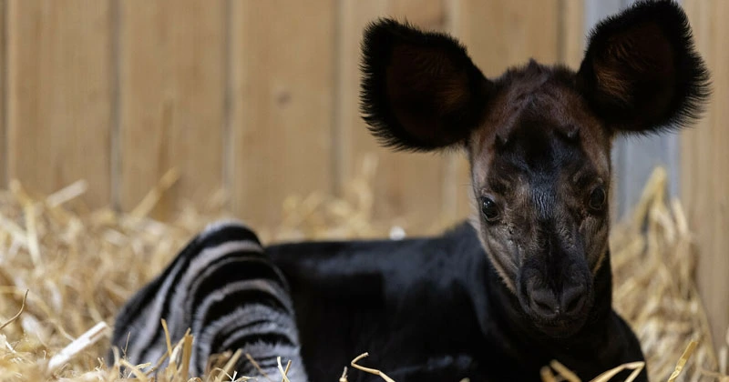 കുഞ്ഞൻ അതിഥി എത്തി; സന്തോഷവാർത്ത പങ്കുവച്ച് ഡബ്ലിൻ സൂ
