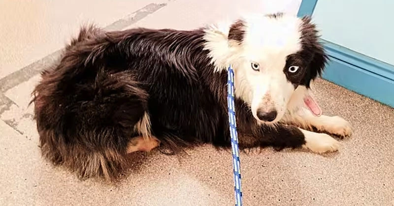 നായ്ക്കളോട് ക്രൂരത; മൃഗങ്ങളെ വളർത്തുന്നതിന് യുവതിയ്ക്ക് വിലക്ക് pet dog