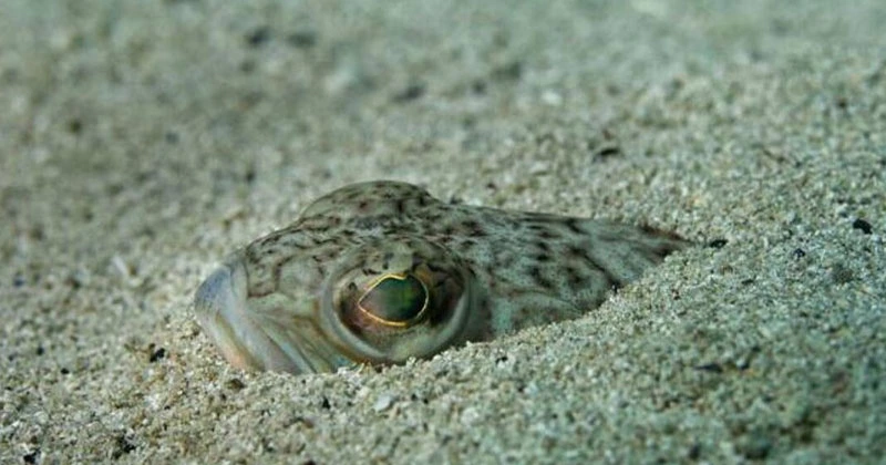 വീവർ ഫിഷുകൾക്കെതിരെ ജാഗ്രതാ നിർദ്ദേശം weever fish