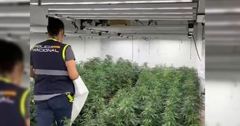 കാലിത്തീറ്റകളിൽ ഒളിപ്പിച്ച് അയർലൻഡിലേക്ക് കഞ്ചാവ് കടത്ത്; ക്രിമിനൽ സംഘത്തെ പൊളിച്ചടുക്കി പോലീസ് cannibis