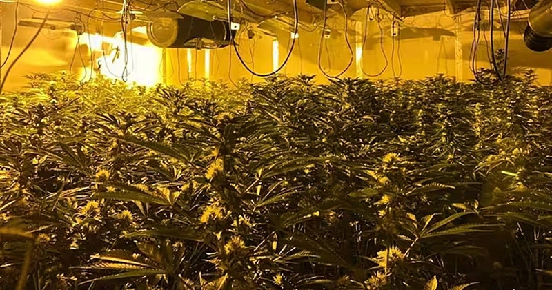 താമസ സ്ഥലത്ത് കഞ്ചാവ് കൃഷി; കഞ്ചാവ് മാഫിയകളെ തകർത്ത് പോലീസ് cannabis