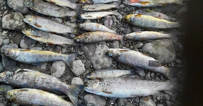 ബ്രൗൺ ട്രൗട്ട് മത്സ്യങ്ങൾ ചത്ത സംഭവം; ബ്ലാക്ക് വാട്ടർ നദിയിൽ പരിശോധന drought