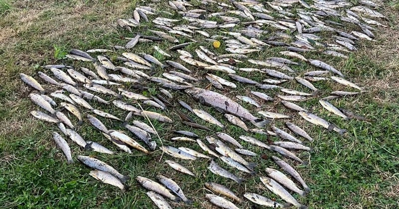 ചത്തത് 10,000 ബ്രൗൺ ട്രൗട്ടുകൾ; ബ്ലാക്ക്വാട്ടർ നദിയിലെ പരിശോധനാ ഫലം വൈകും fish