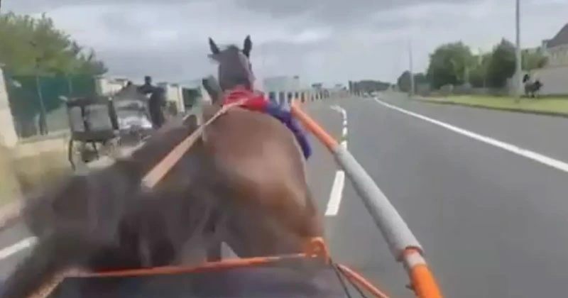 കുതിര കാറിൽ ഇടിച്ച സംഭവം; അന്വേഷണം പ്രഖ്യാപിച്ച് പോലീസ് horse