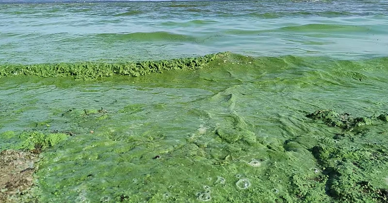 ബ്ലൂ- ഗ്രീൻ ആൽഗ; ലോഫ് നീഗിന്റെ രക്ഷയ്ക്കായി രാഷ്ട്രീയ പാർട്ടികൾ ഒന്നിച്ചിടപെടണം Lough Neagh