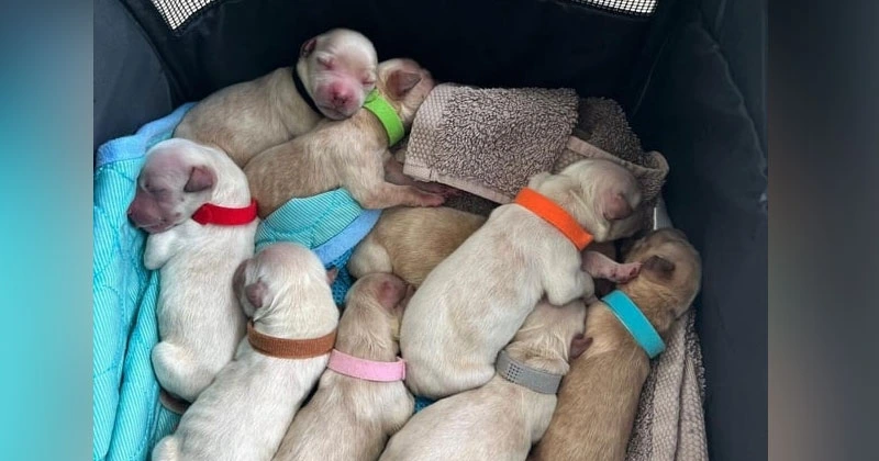 ‘അരുമകൾ അമ്മയ്ക്കൊപ്പം’; വഴിയോരത്ത് കണ്ട നായ്ക്കുഞ്ഞുങ്ങളുടെ അമ്മ നായയെ കണ്ടെത്തി puppies