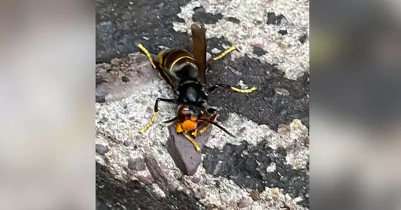 “അസാധാരണ വലിപ്പം”; “ഇനം വേറെയെന്ന് മനസിലായി”; ഡോ. ഡേവ് ലിയറി asian hornt