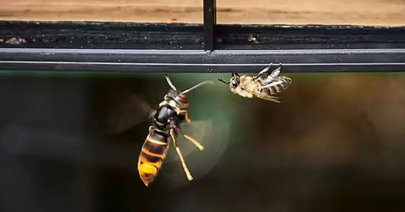 ആദ്യ കൂട് നീക്കം ചെയ്തു; പിന്നാലെ ഏഷ്യൻ ഹോർനെറ്റിന്റെ രണ്ടാമത്തെ കൂട് കണ്ടെത്തി asian hornet