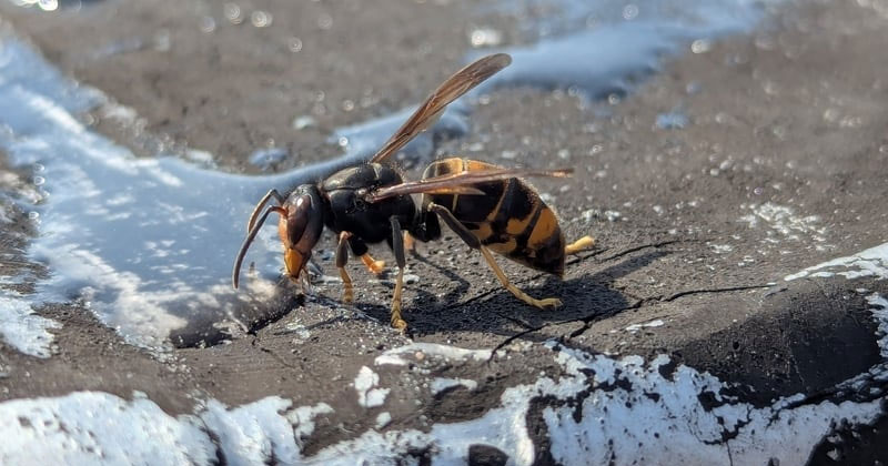 ഏഷ്യൻ ഹോർനെറ്റിന്റെ കൂട് നീക്കം ചെയ്തു; മേഖലയിൽ നിരീക്ഷണം തുടരും asian hornet