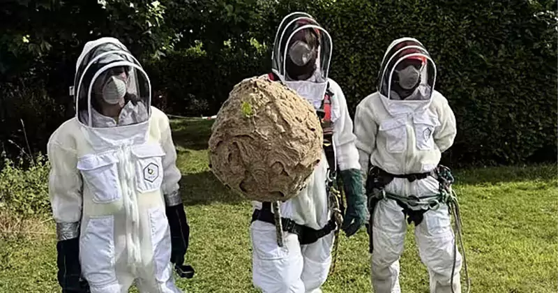 ഏഷ്യൻ ഹോർനെറ്റുകളുടെ കൂട് നീക്കം ചെയ്തു asian hornet nest