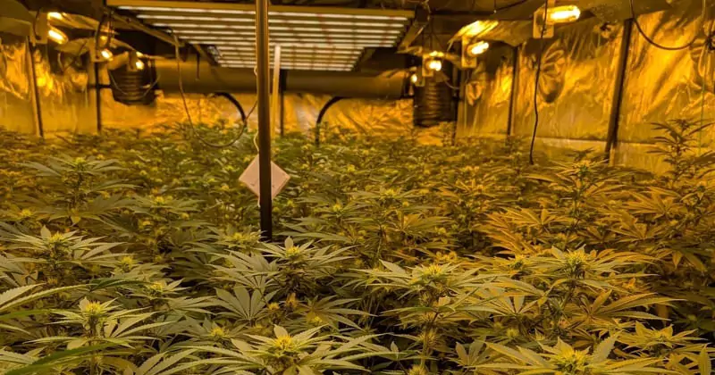 ആൻഡ്രിമിൽ 1.25 മില്യൺ യൂറോയുടെ കഞ്ചാവ് ചെടികൾ പിടിച്ചെടുത്തു cannabis