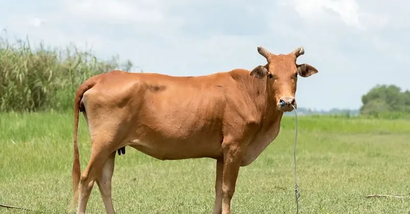 പശുവിന്റെ വയറ്റിൽ നിന്ന് നീക്കം ചെയ്തത് 40 കിലോയോളം പ്ലാസ്റ്റിക്