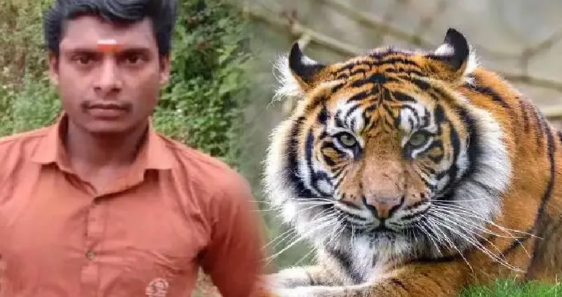 കടുവയുടെ ആക്രമണത്തിൽ ഫോറസ്റ്റ് വാച്ചർക്ക് ദാരുണാന്ത്യം