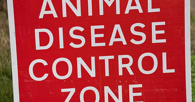 ടൈറോണിൽ പക്ഷിപ്പനി; കോഴികളെ കൊന്നൊടുക്കും animal disease