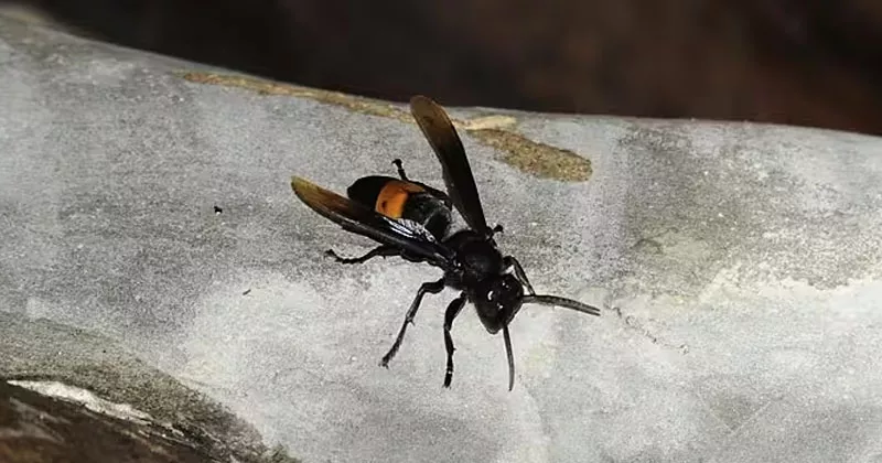 ബെൽഫാസ്റ്റിൽ ഏഷ്യൻ ഹോർനെറ്റിന്റെ കൂട് കണ്ടെത്തി ; ആശ്വാസത്തിൽ ജനങ്ങൾ asian hornet