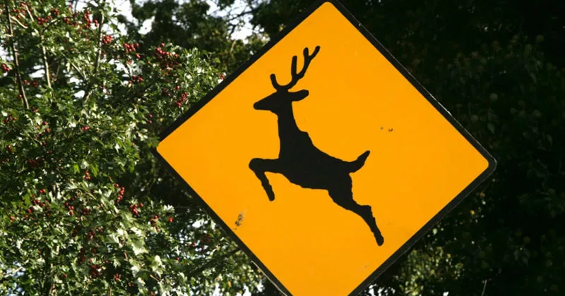 മാനുകളുടെ പ്രജനനകാലം; വാഹനമോടിക്കുന്നവർക്ക് മുന്നറിയിപ്പ് deer