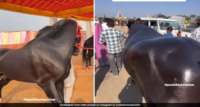 വെറും രണ്ടരവയസുള്ള കുതിര , വിലയോ 15 കോടി