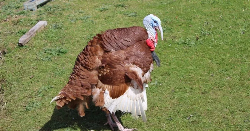 പക്ഷിപ്പനി ബാധ; ആശങ്കയിൽ കോർക്കിലെ കർഷകർ turky