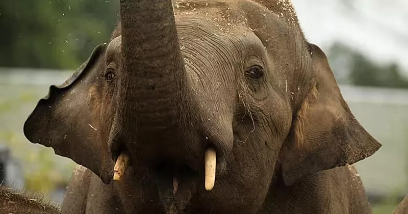 വയനാട് തിരുനെല്ലിയില് കാട്ടാന ആക്രമണം; ആദിവാസി മധ്യവയസ്ക കൊല്ലപ്പെട്ടു asian elephant