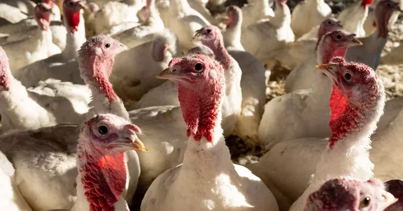 പക്ഷിപ്പനി ഭീതിയിൽ അയർലൻഡ്; ശ്രദ്ധിക്കാം ഇക്കാര്യങ്ങൾ bird flue