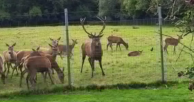 മാനിനെ തലയറുത്ത നിലയിൽ കണ്ടെത്തിയ സംഭവം; അഭ്യർത്ഥനയുമായി പോലീസ്