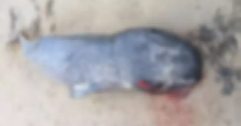 ഡൊണഗൽ തീരത്ത് അപൂർവ്വയിനം തിമിംഗലത്തിന്റെ ജഡം; അന്വേഷണം ആരംഭിച്ചു narhwAL