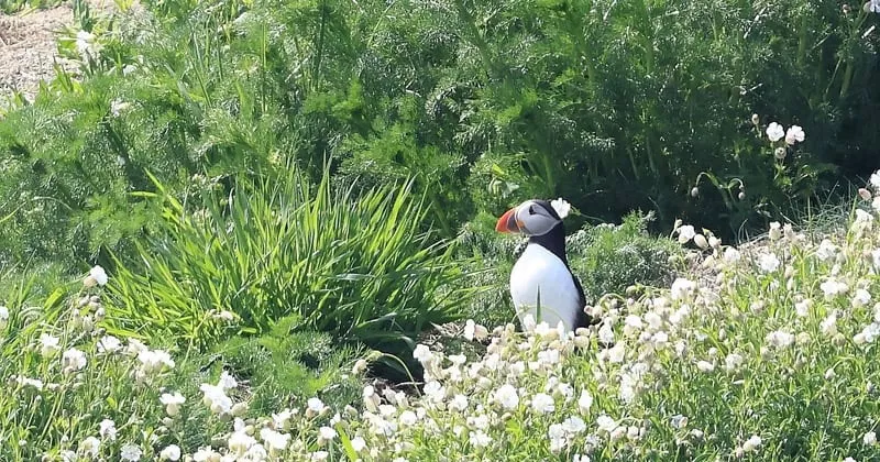 25 വർഷത്തിന് ശേഷം ആദ്യം; ആൻട്രിമിൽ മുട്ടയിടാൻ എത്തി പഫിൻസ് puffins