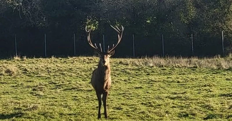 മാനിനെ കഴുത്തറുത്ത നിലയിൽ കണ്ടെത്തി; അന്വേഷണം stage
