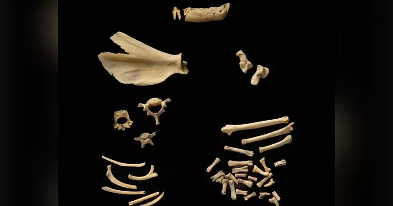 കാട്ടുപൂച്ചയുടെ അസ്ഥിയ്ക്ക് 5,500 വർഷത്തെ പഴക്കം wild cat bone