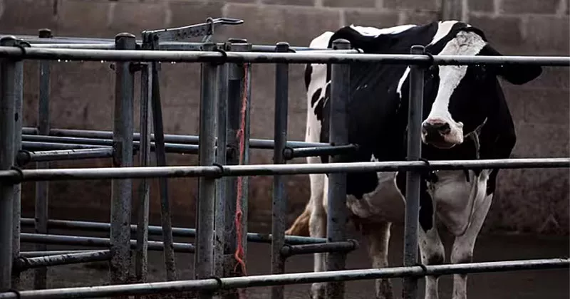 ബ്ലൂടങ്ക്; ഡൗണിൽ കൂടുതൽ പശുക്കളിൽ രോഗം blue toung