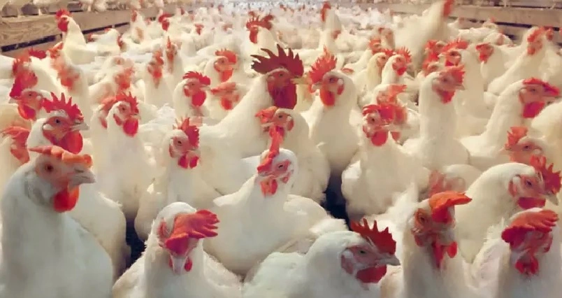 സംസ്ഥാനത്ത് വീണ്ടും പക്ഷിപ്പനി ; വൈറസ് സാന്നിധ്യം കോട്ടയത്തും ആലപ്പുഴയിലും