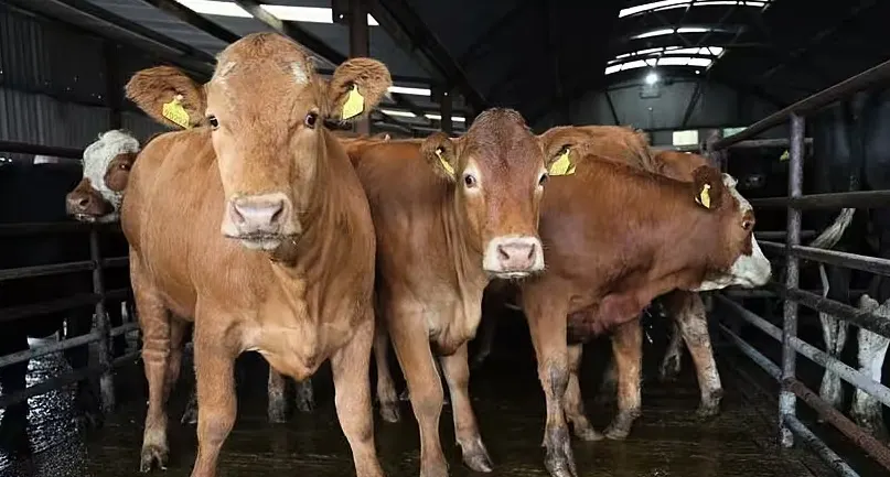 ഐറിഷ് അതിർത്തിയിലൂടെ കന്നുകാലി കടത്ത് ; അന്വേഷണം ആരംഭിച്ചതായി റിപ്പോർട്ട്