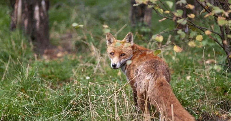 കുറുക്കനെ വേട്ടയാടുന്നത് നിരോധിക്കണം; ബില്ല് അവതരിപ്പിച്ച് റൂത്ത് കോപ്പിംഗർ; പരാജയം fox hunting