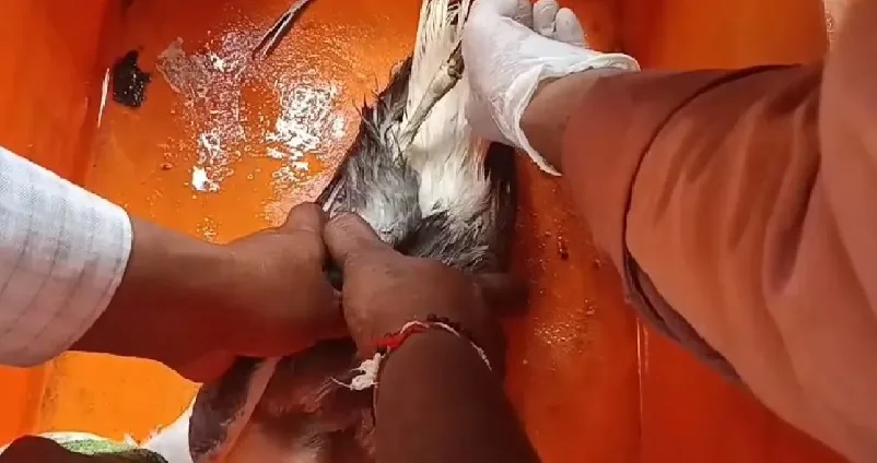 കദംബ നാവിക താവളത്തിന് സമീപം ഹൈടെക് ചൈനീസ് ജിപിഎസ് ട്രാക്കർ ഘടിപ്പിച്ച കടൽക്കാക്ക ; പിടികൂടി അധികൃതർ